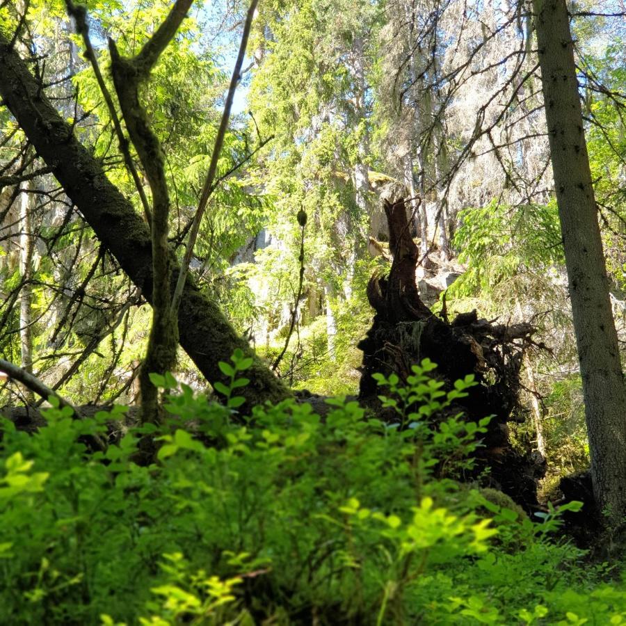 Cabin near lake&beautiful nature reserve. Bodafors Extérieur photo